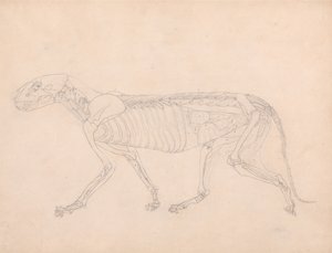 A Comparative Anatomical Exposition of the Structure of the Human Body with That of a Tiger and a Cow by George Stubbs
